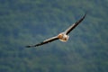 Egyptian vulture fly, Neophron percnopterus, big bird of prey sitting on the stone in nature habitat, Madzarovo, Bulgaria, Eastern