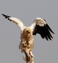 Egyptian Vulture Landing on  a tree trunk Royalty Free Stock Photo
