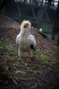 Egyptian vulture looking for food