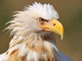 Egyptian vulture Made With Generative AI illustration