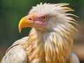 Egyptian vulture Made With Generative AI illustration