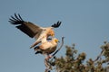 Egyptian vulture in the monfrague national park Royalty Free Stock Photo