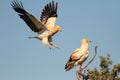 Egyptian vulture in the monfrague national park Royalty Free Stock Photo