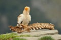 Egyptian vulture in the mountains in summer