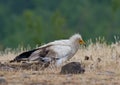 Egyptian Vulture (Neophron percnopterus) Royalty Free Stock Photo