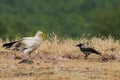 Egyptian Vulture (Neophron percnopterus) Royalty Free Stock Photo