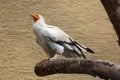 Egyptian vulture (Neophron percnopterus).