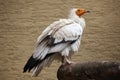 Egyptian vulture (Neophron percnopterus). Royalty Free Stock Photo