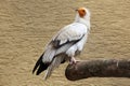 Egyptian vulture (Neophron percnopterus). Royalty Free Stock Photo