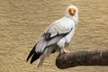 Egyptian vulture (Neophron percnopterus). Royalty Free Stock Photo