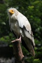 Egyptian vulture (Neophron percnopterus). Royalty Free Stock Photo