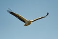 Egyptian Vulture - Neophron percnopterus, also White Scavenger Vulture or Pharaohs Chicken, small Old World vulture bird widely Royalty Free Stock Photo
