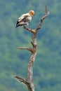 Egyptian vulture, Neophron percnopterus, big bird of prey sitting on branch, green mountain, nature habitat, Madzarovo, Bulgaria,