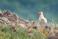 Egyptian vulture, Neophron percnopterus, big bird of prey sitting on the stone in nature habitat, Madzarovo, Bulgaria, Eastern Rho Royalty Free Stock Photo