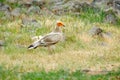 Egyptian vulture, Neophron percnopterus, big bird of prey sitting on the stone in nature habitat, Madzarovo, Bulgaria, Eastern Rho Royalty Free Stock Photo