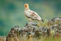 Egyptian vulture, Neophron percnopterus, big bird of prey sitting on the stone in nature habitat, Madzarovo, Bulgaria, Eastern Rho Royalty Free Stock Photo