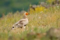 Egyptian vulture, Neophron percnopterus, big bird of prey sitting on the stone in nature habitat, Madzarovo, Bulgaria, Eastern