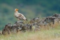 Egyptian vulture, Neophron percnopterus, big bird of prey sitting on stone, rock mountain, nature habitat, Madzarovo, Bulgaria, Ea