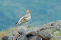 Egyptian vulture, Neophron percnopterus, big bird of prey sitting on stone, rock mountain, nature habitat, Madzarovo, Bulgaria, Ea