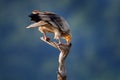 Egyptian vulture, Neophron percnopterus, big bird of prey sitting on the tree trunk in nature habitat, Spain, Europe. White Royalty Free Stock Photo