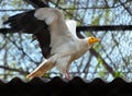 Egyptian Vulture (Neophron Percnopterus)