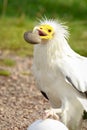 Egyptian vulture Neophron percnopterus bird of prey, breaks a