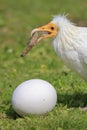 Egyptian vulture, Neophron percnopterus, bird of prey, breaks a big white egg with a stone in his beak Royalty Free Stock Photo