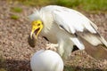 Egyptian vulture Neophron percnopterus bird of prey, breaks a