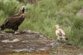 Egyptian Vulture Neophron percnopterus, Cinereous Vulture Aegypius monachus, carrion birds, spain Royalty Free Stock Photo