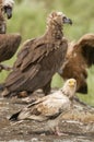 Egyptian Vulture Neophron percnopterus, Cinereous Vulture Aegypius monachus Royalty Free Stock Photo