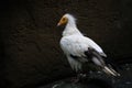 Egyptian Vulture - Neophron percnopterus, endangered white yellow headed vulture
