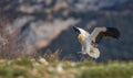 Egyptian Vulture Royalty Free Stock Photo