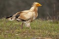 Egyptian vulture Neophron percnopterus long thin beak vulture