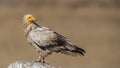 Egyptian Vulture on Top of Rock Royalty Free Stock Photo