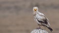 Egyptian Vulture on Rock Looking at Camera