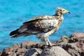 Egyptian vulture (Neophron Percnopterus) is sitting on the rocks on the island of Socotra in the wild