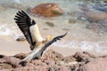 Egyptian vulture (Neophron Percnopterus) is sitting on the rocks on the island of Socotra