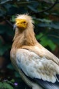 Egyptian vulture, Neophron percnopterus, is a smaller predator that feeds predominantly on carrion