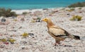 Egyptian Vulture Royalty Free Stock Photo