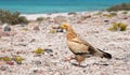 Egyptian Vulture