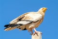 Egyptian Vulture Neophron percnopterus on Socotra island Royalty Free Stock Photo