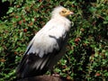 Egyptian vulture Neophron percnopterus, White scavenger vulture, Pharaoh`s chicken, Schmutzgeier or Vautour percnoptÃÂ¨re Royalty Free Stock Photo