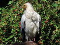 Egyptian vulture Neophron percnopterus, White scavenger vulture, Pharaoh`s chicken, Schmutzgeier or Vautour percnoptÃÂ¨re Royalty Free Stock Photo