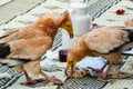 Egyptian Vulture, scavenging Royalty Free Stock Photo