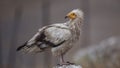 Egyptian Vulture on Top of Rock Looking Back