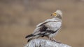 Egyptian Vulture on Top of Rock Looking Back Royalty Free Stock Photo
