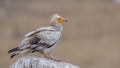 Egyptian Vulture on Top of Rock Looking Forward