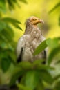 Egyptian Vulture on tree Royalty Free Stock Photo