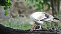 Egyptian vulture or white scavenger vulture