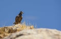 Egyptian Vulture (Neophron percnopterud) usually nuild their mests on the rocks amd live in colÃÂ±nies. Royalty Free Stock Photo